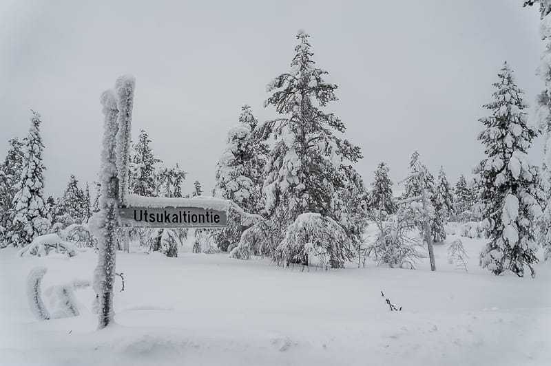 Snow around Levi in Lapland (Finland)